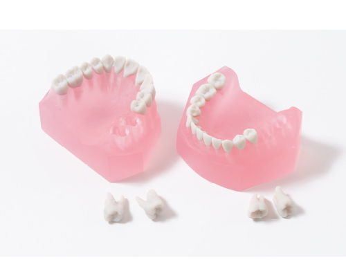 3D Printed Practice Model